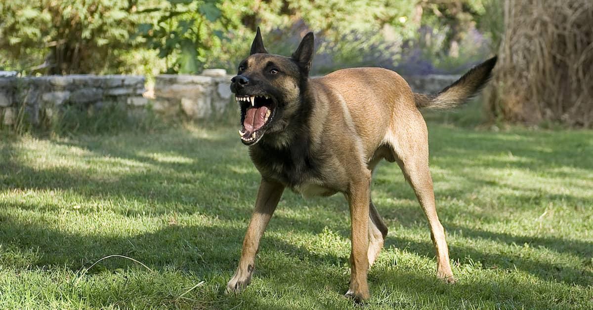 Dog Bites